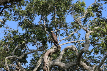 Eagle sitting on tree against blue sky, Yala National Park, Sri Lanka