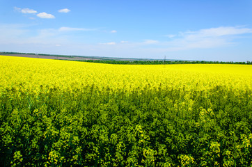 Field of the blossoming canola on spring