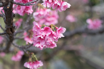 ヒカンザクラ　2018/02/09　沖縄にて