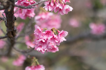ヒカンザクラ　2018/02/09　沖縄にて