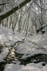 Forêt sous la neige en hiver