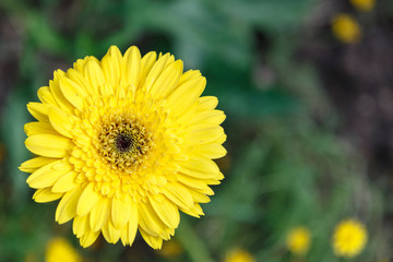 Flower and green leaf background in flower garden at sunny summer or spring day. flower for postcard beauty decoration and agriculture concept design. Yellow flower.