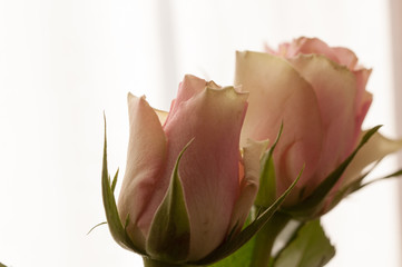 rose close-up on white background