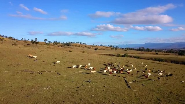 Aerial view of Australian cattle herd on the country farm.
