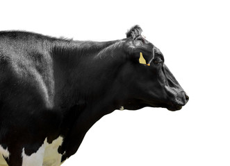 black and white cow isolated on white background
