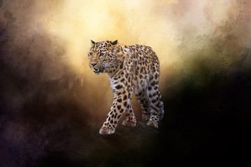 A magnificent painted Amur leopard. It is a beautiful big cat. 