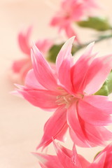 Fringed pink flower on pink background