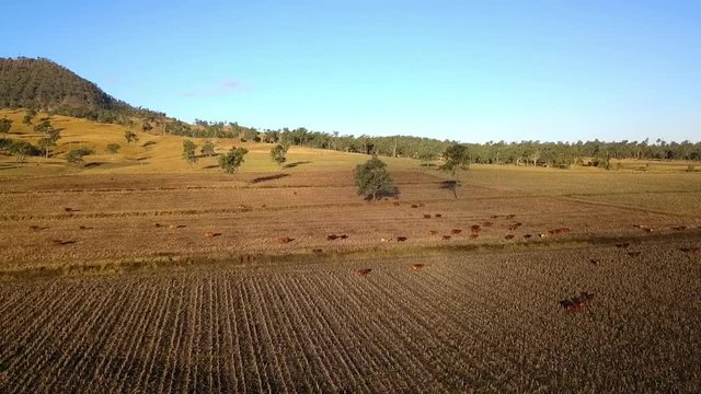 Aerial view of Australian cattle herd on the country farm.