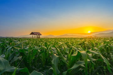 Landscape of young green corn field at Thailand agricultural garden and light shines sunset in the evening