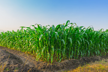 Landscape of young green corn field at Thailand agricultural garden