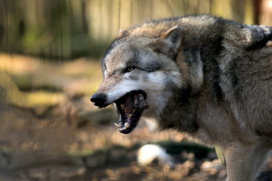 Ein J&auml;ger der Wolf Lupus beim fressen 