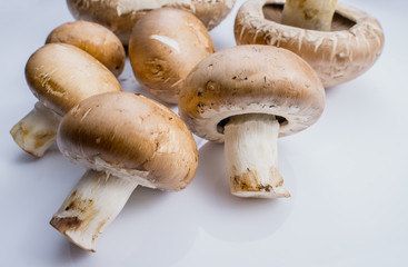 group of fresh brown portabello mushroom on white background.