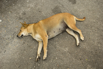 Naklejka na ściany i meble The fat dog orange is sleeping lazy on street asphalt floor in Thailand.