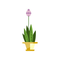 Flowering house plant, indoor flower in pot, elegant home decor vector Illustration