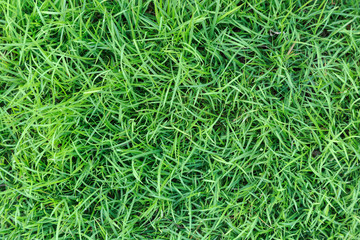 Grass texture or grass background. green grass for golf course, soccer field or sports background concept design. Natural green grass.