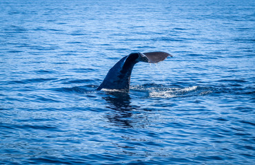 Whale in Kaikoura bay, New Zealand