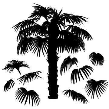Set of palm leaves silhouettes and Washingtonia palm tree isolated on white background. Vector EPS10. For constructing different palm trees and tropical design. 