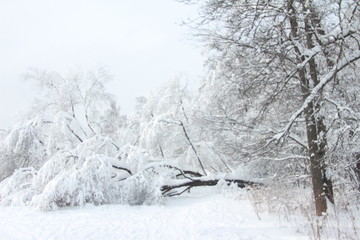 Magnificent winter frosty landscape for background splash  The beauty of the winter forest in Russia, this is not sand in the desert.