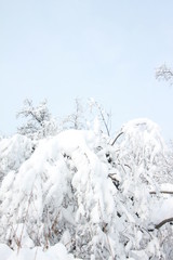 Magnificent winter frosty landscape for background splash  The beauty of the winter forest in Russia, this is not sand in the desert.