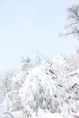 Magnificent winter frosty landscape for background splash  The beauty of the winter forest in Russia, this is not sand in the desert.