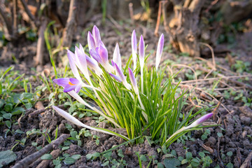 Krokusse blühen im Frühling