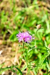 Flockenblume - Kornblume