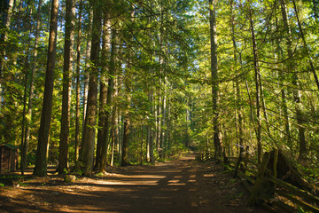 Sunrays filtering thru the forest foliage in a Vancouver Island provincial park