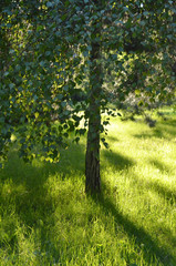 Fototapeta na wymiar A birch tree in bright sunlight with a luscious green grass
