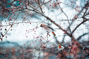 Waxwings are eating rowan