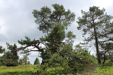 Kiefer - pine - Pinus silvestris - Baum