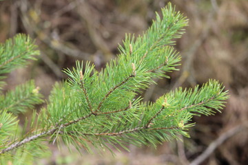 Kiefer - pine - Pinus silvestris - Zweig
