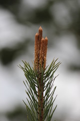 Kiefer - pine - Pinus silvestris - Triebspitze