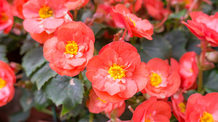 Fototapeta na wymiar Red Begonia flower in the garden.
