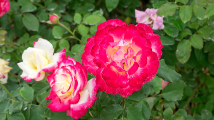 Pink roses flower in the garden.