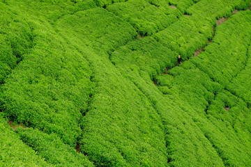 Fototapeta na wymiar Woman/tourist walking through tea plantation field in Rwanda, Africa