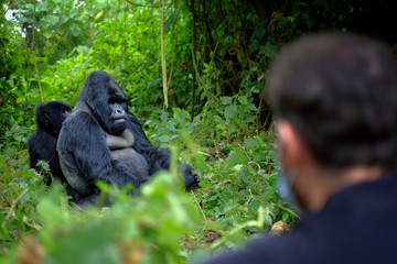Encounter of tourist and mountain gorilla in African jungle. - obrazy, fototapety, plakaty