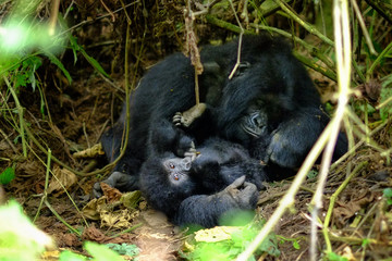 Obraz premium Loving embrace of mother and child mountain gorilla in jungle.