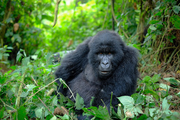Curious female mountain gorilla looking into camera.