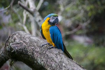 Blue and yellow macaw in Yungas, Bolivia