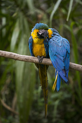 Blue and yellow macaw in Yungas, Bolivia