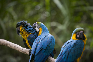 Blue and yellow macaw in Yungas, Bolivia