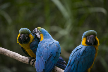 Blue and yellow macaw in Yungas, Bolivia