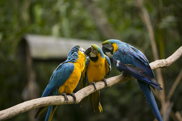 Blue and yellow macaw in Yungas, Bolivia