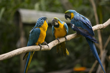 Blue and yellow macaw in Yungas, Bolivia