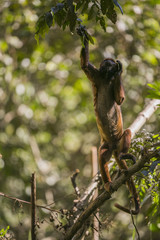 Bolivian red howling monkey in Yungas, Bolivia