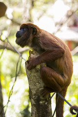 Bolivian red howling monkey in Yungas, Bolivia