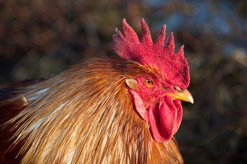 Portret van een trotse haan © JoveImages