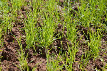 всходы пшеницы весной