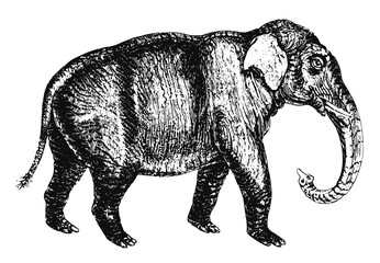 Indischer Elefant - Elephas maximus indicus - Asian elephant