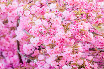 pink flowers. colorful background with pink floral
